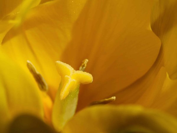 Quels sont les secrets des voyageurs chevronnés pour s'immerger dans la culture locale ?